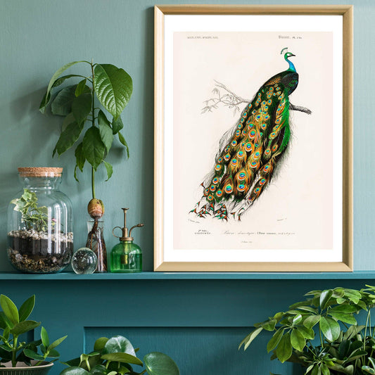 Peacock Vintage Plakat