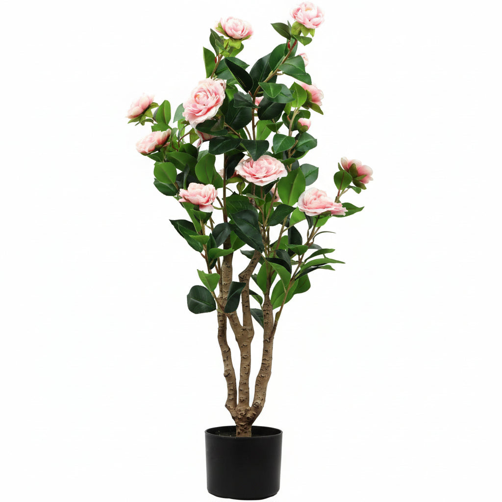 Rosa Bella Plante