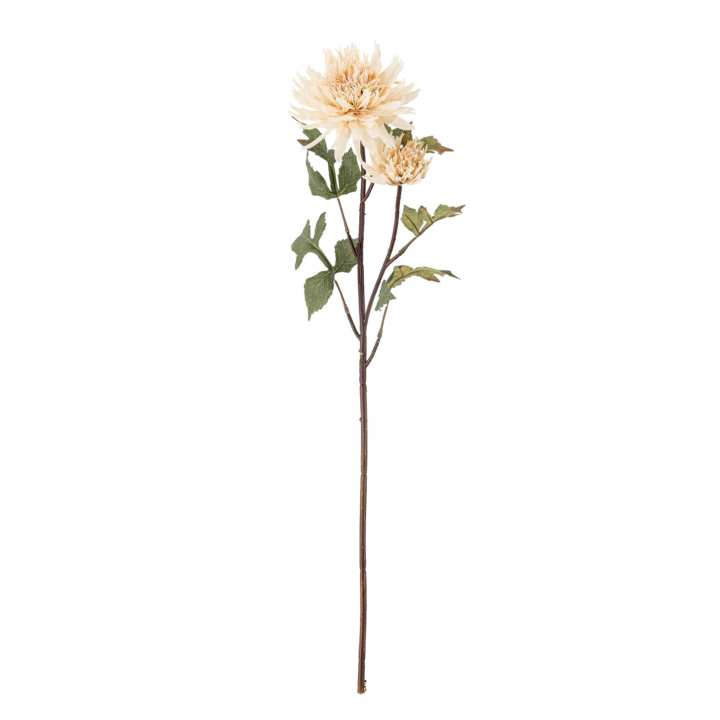 Chrysantemum Stilk, Natur