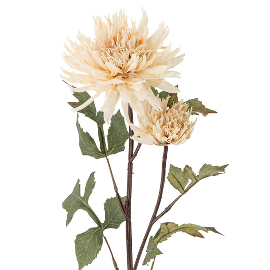 Chrysantemum Stilk, Natur