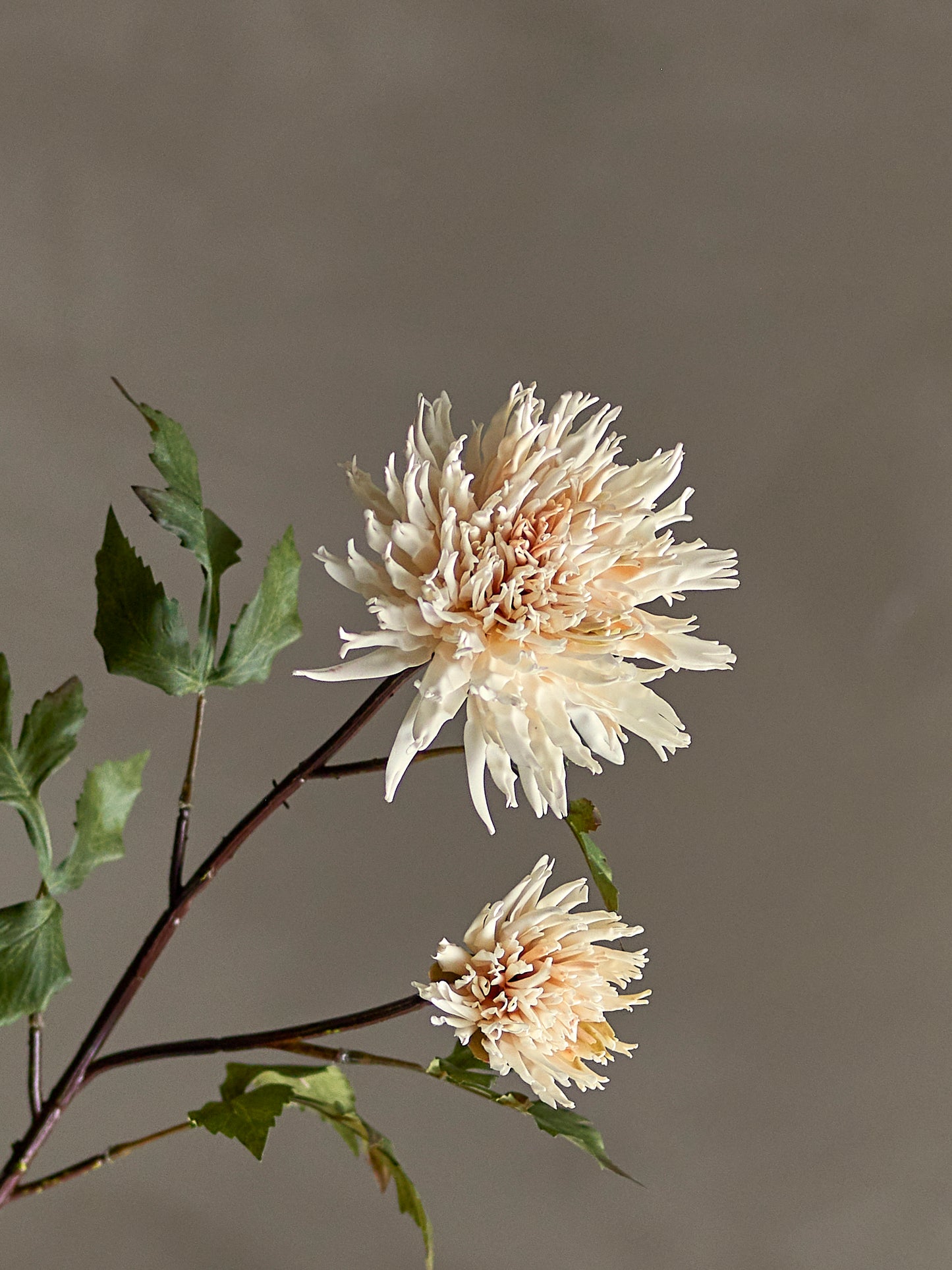 Chrysantemum Stilk, Natur