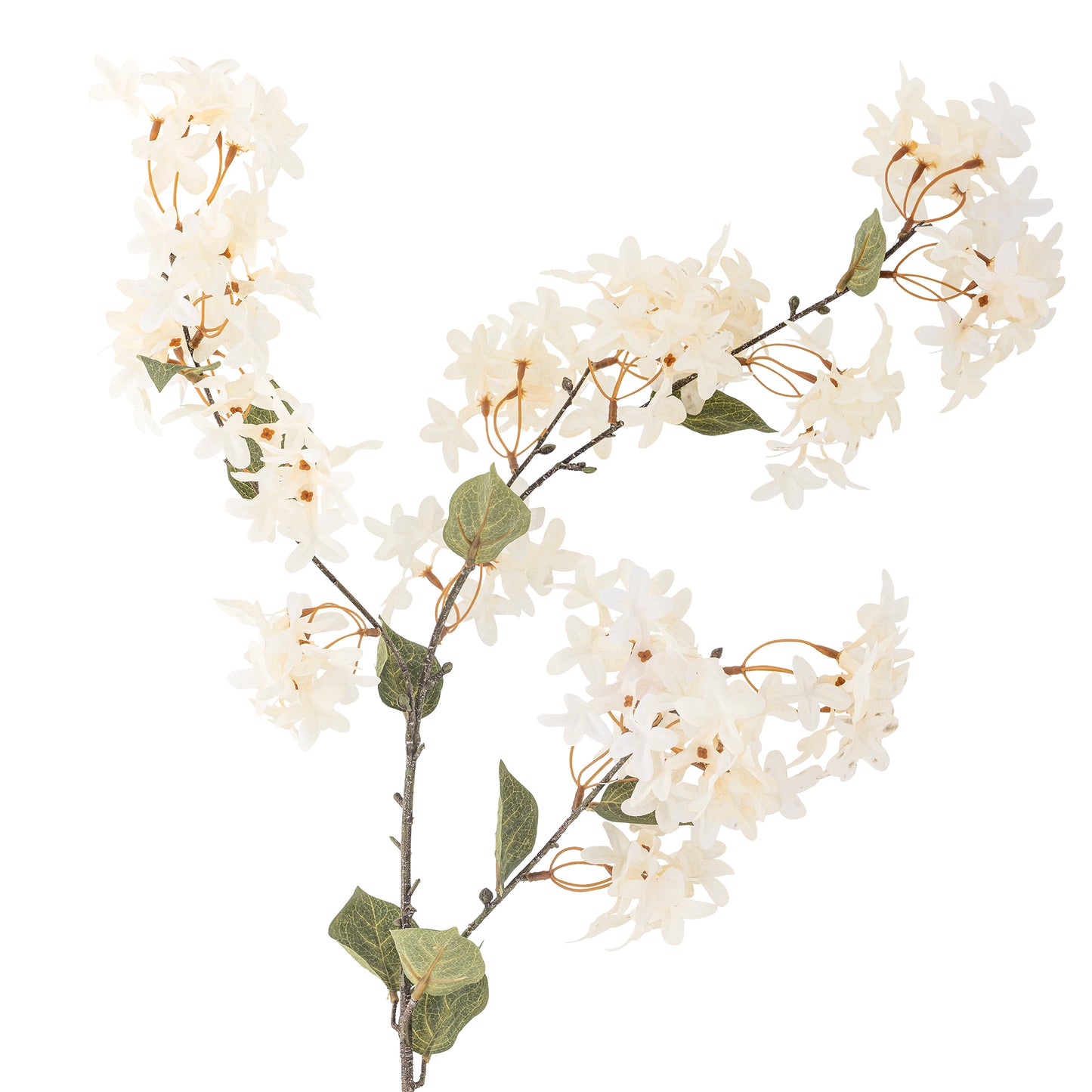 Hvit Myrtle Gren
