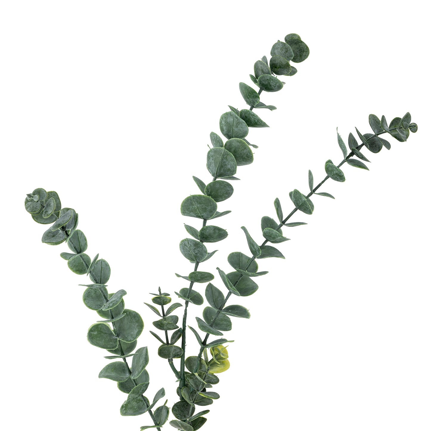 Eucalyptus Stilk