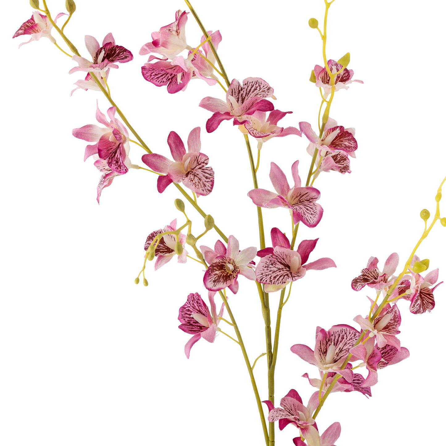 Orkidéstilk rosa