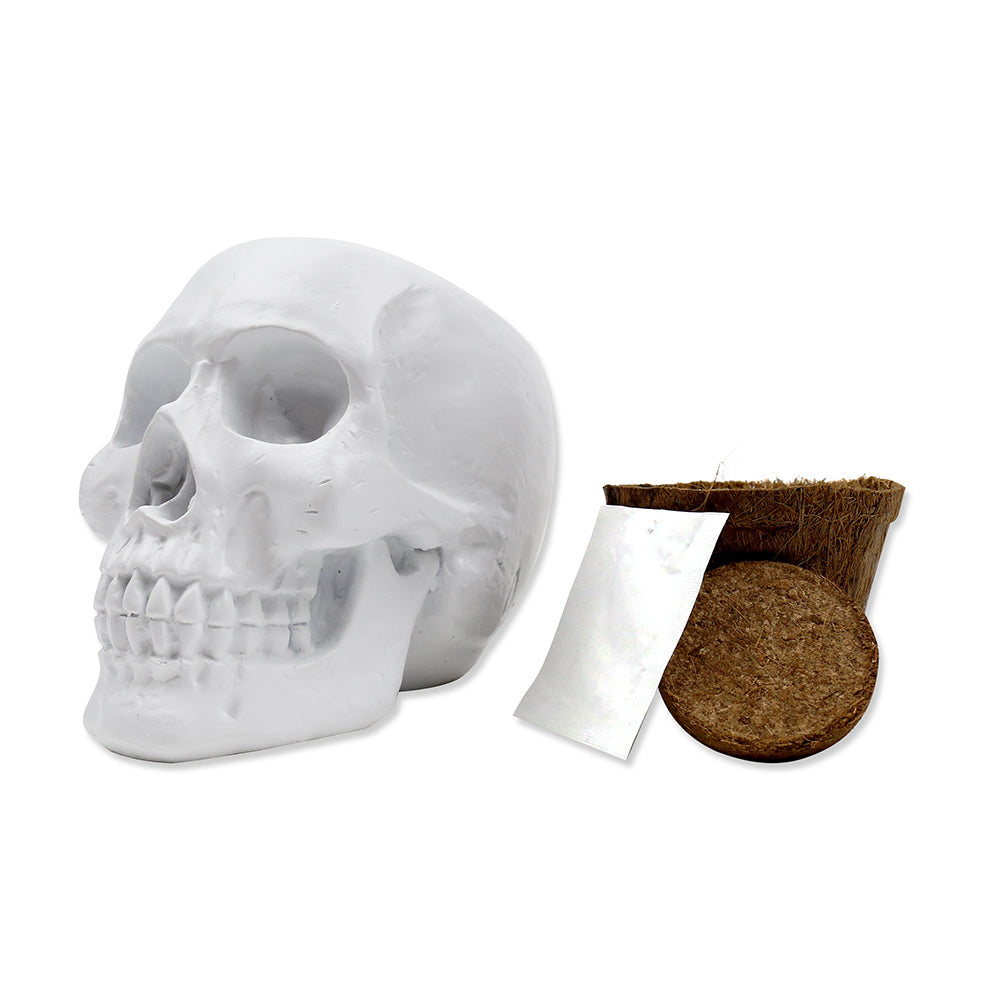 Hodeskalle Kaktus