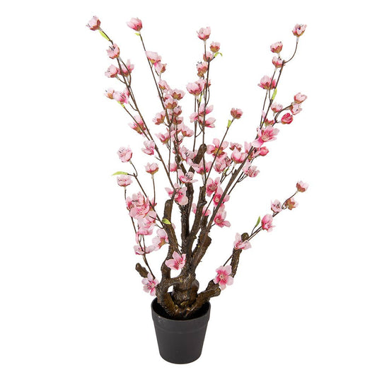 Cherry Blossom Plante 70 cm