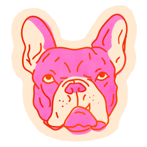 Pink Bulldog Klistremerke