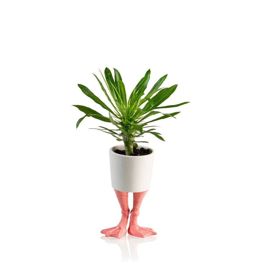 Flamingo Feet Blomsterpotte