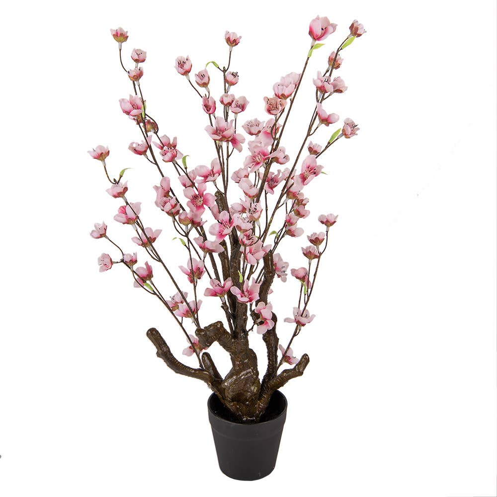 Cherry Blossom Plante 70 cm