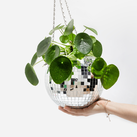 Disco Plantepotte