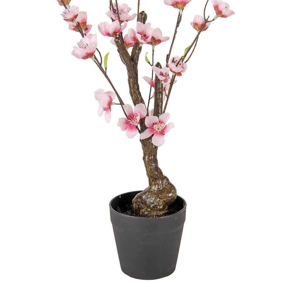 Cherry Blossom Plante 48 cm