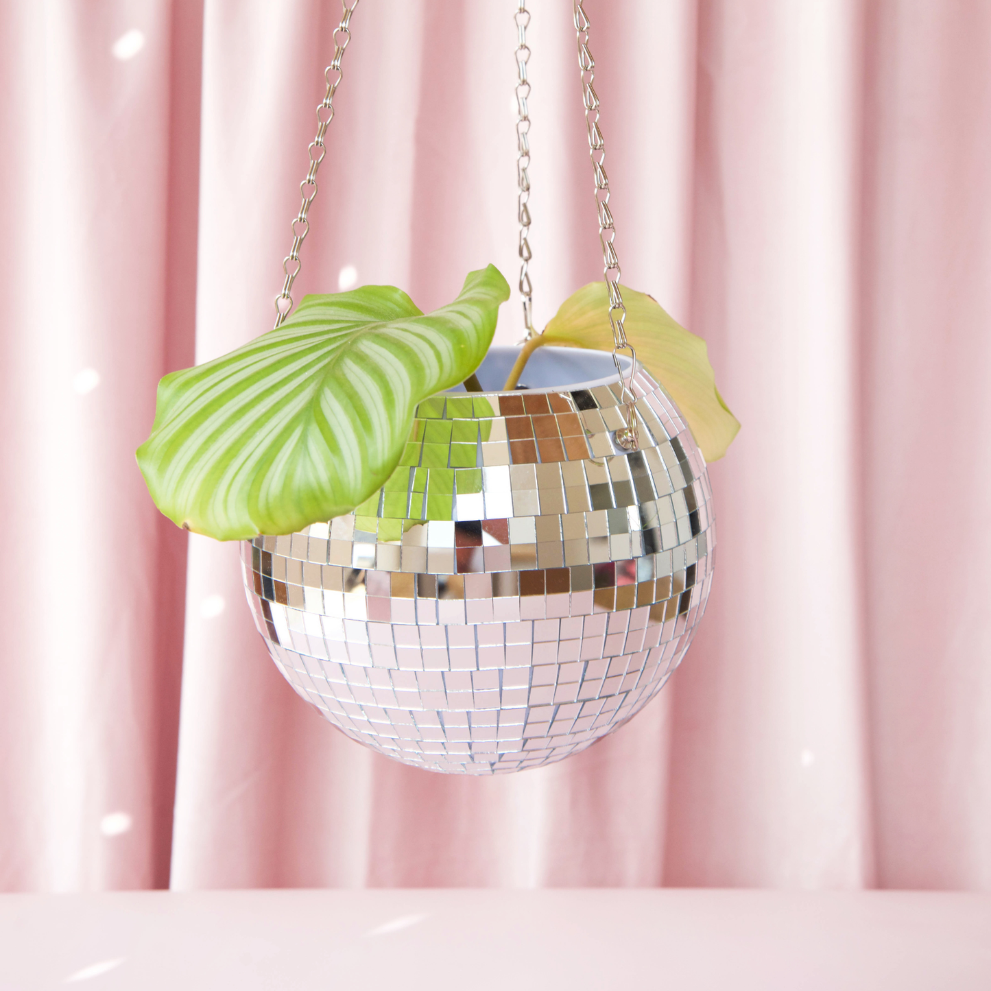 Disco plantepotte