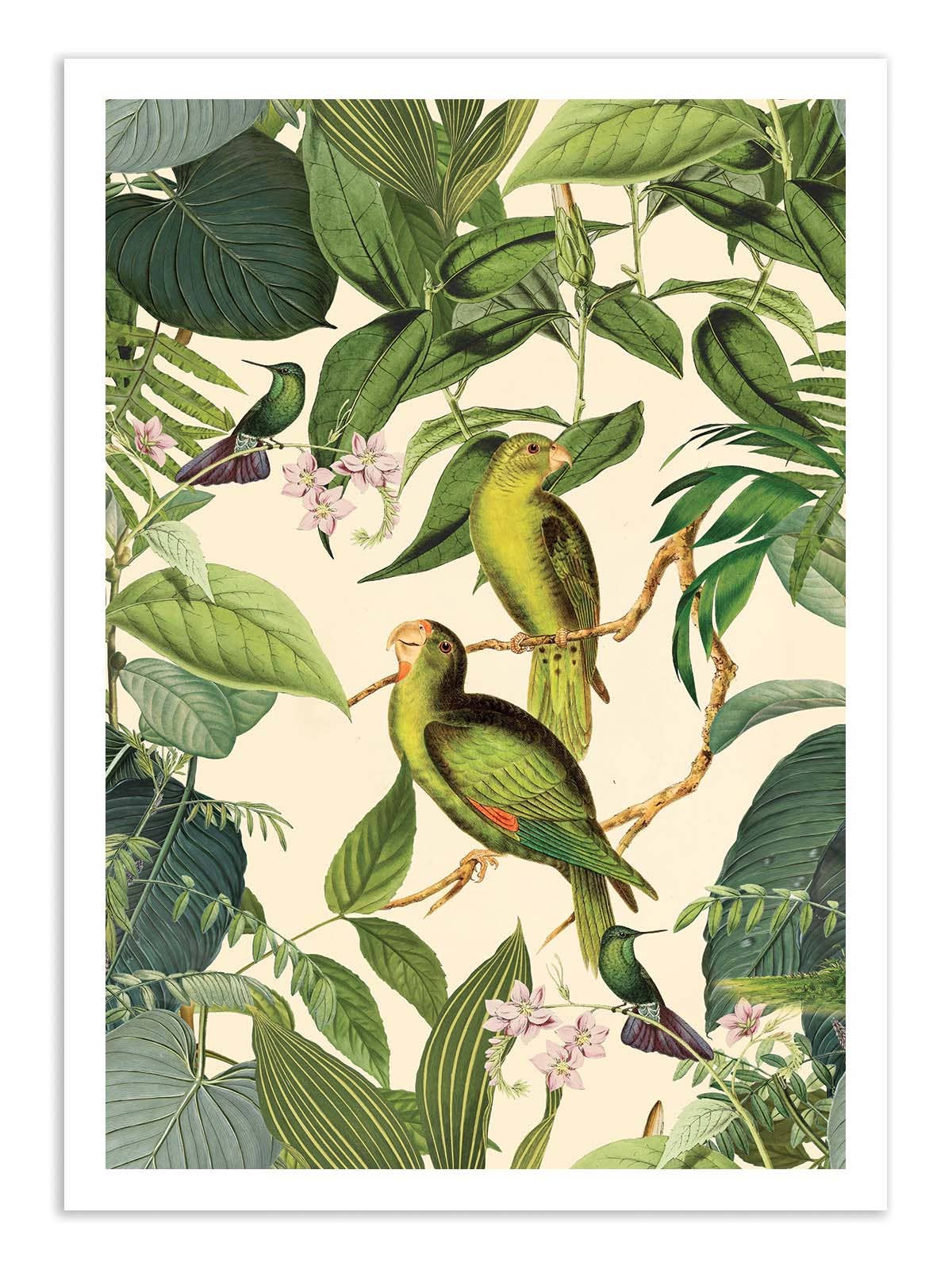 Jungle Parakeet Plakat