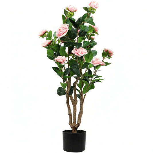 Rosa Bella Plante