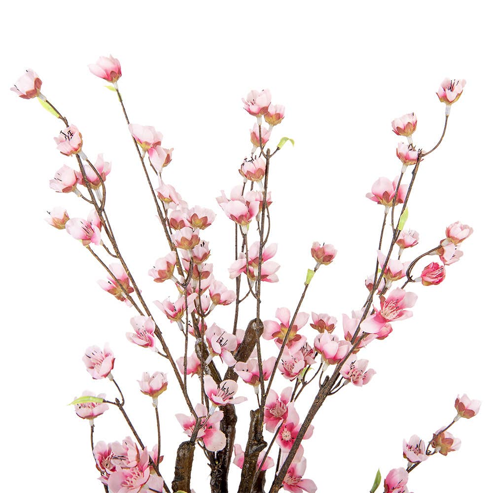 Cherry Blossom Plante 70 cm