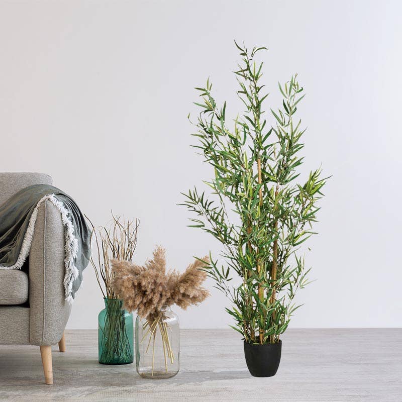 Bamboo Plante