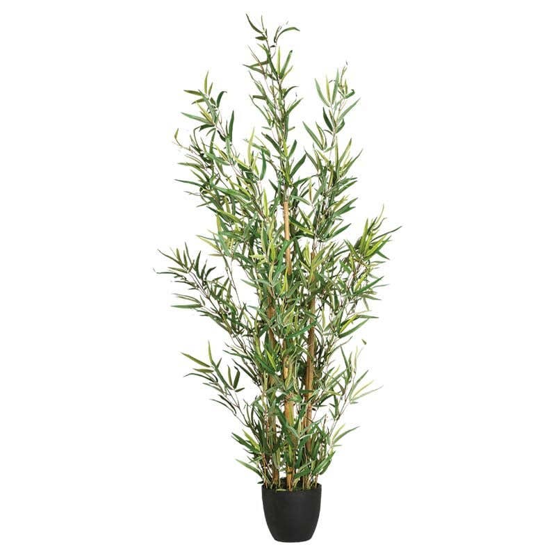 Bamboo Plante