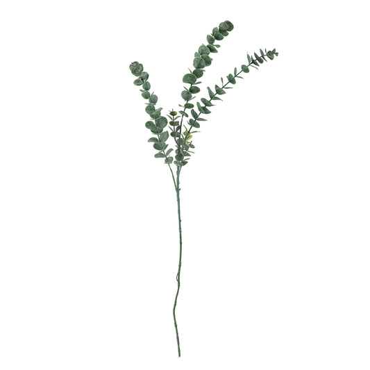 Eucalyptus Stilk