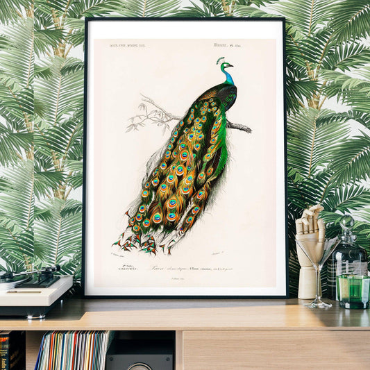 Peacock Vintage Plakat