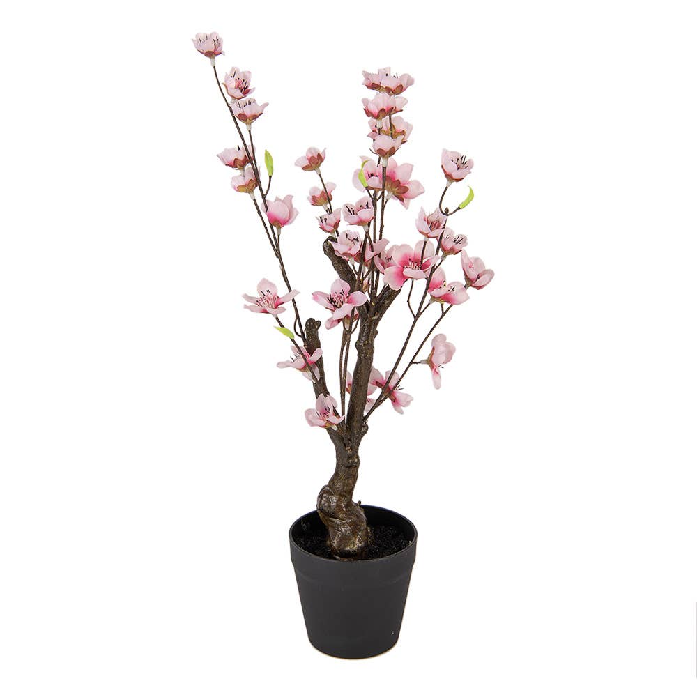 Cherry Blossom Plante 48 cm