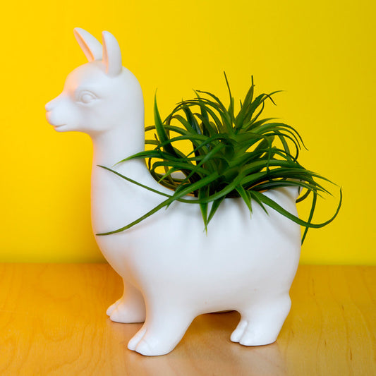 Lama Plantepotte