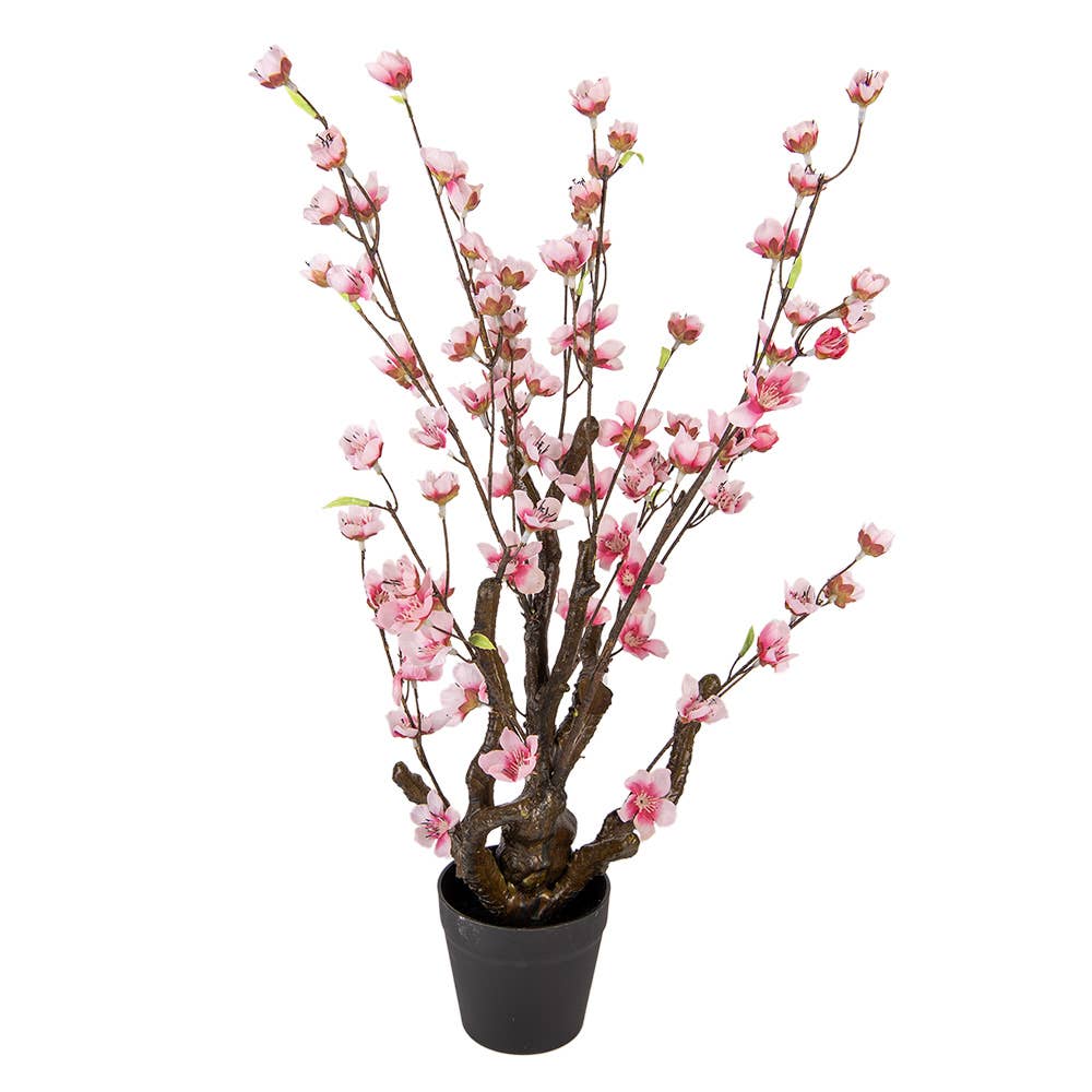 Cherry Blossom Plante 70 cm