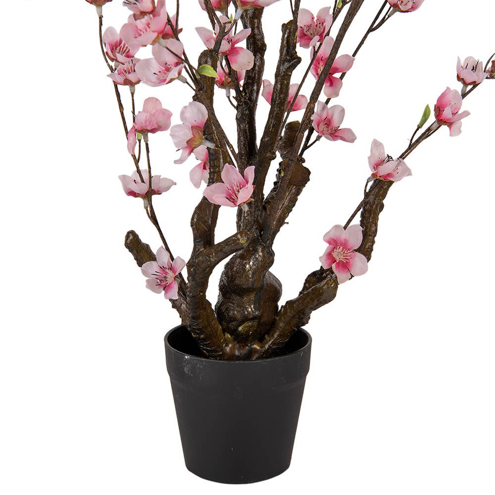 Cherry Blossom Plante 70 cm