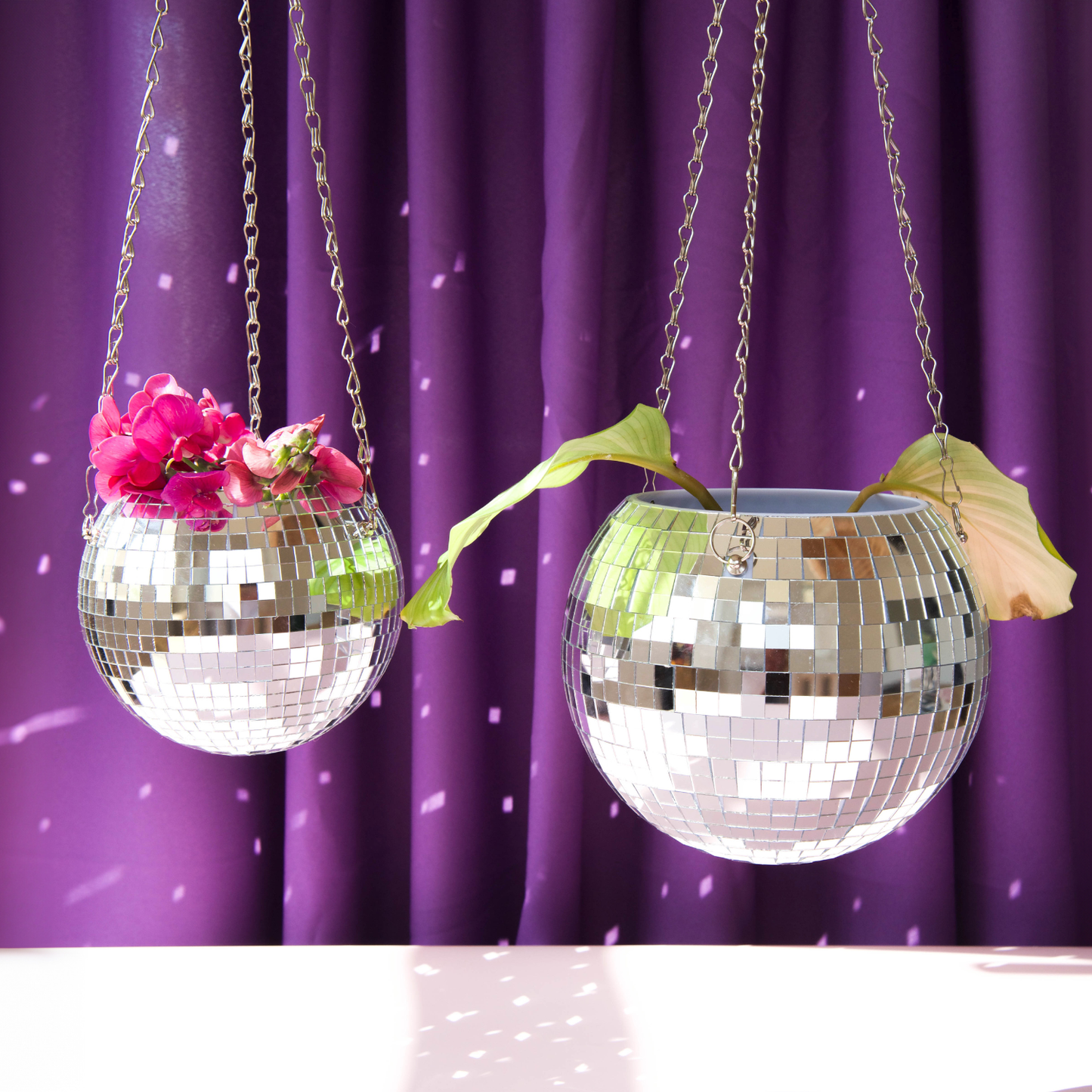 Disco plantepotte