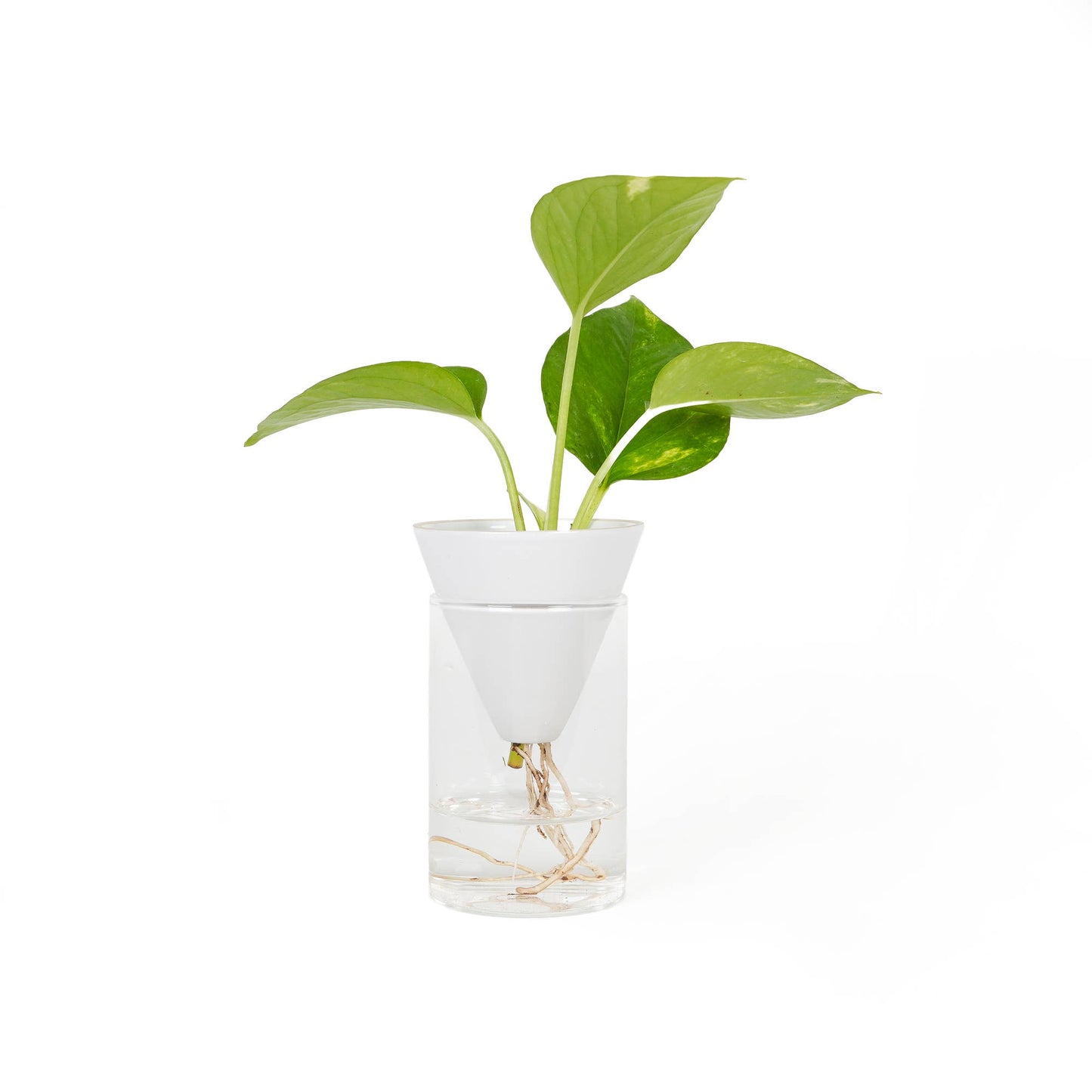Hvit Cone Vase