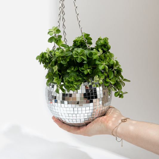 Disco plantepotte
