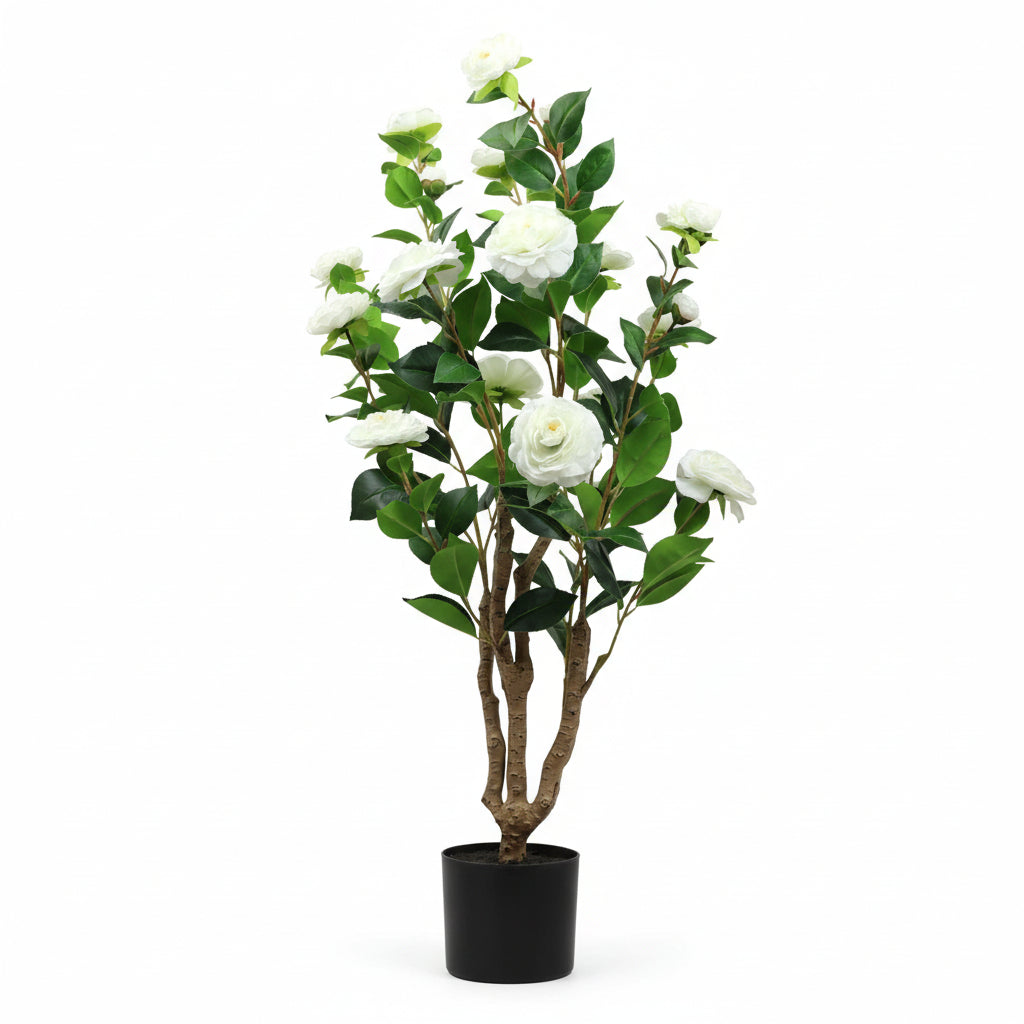 Ornamental Rosa Bella Plante