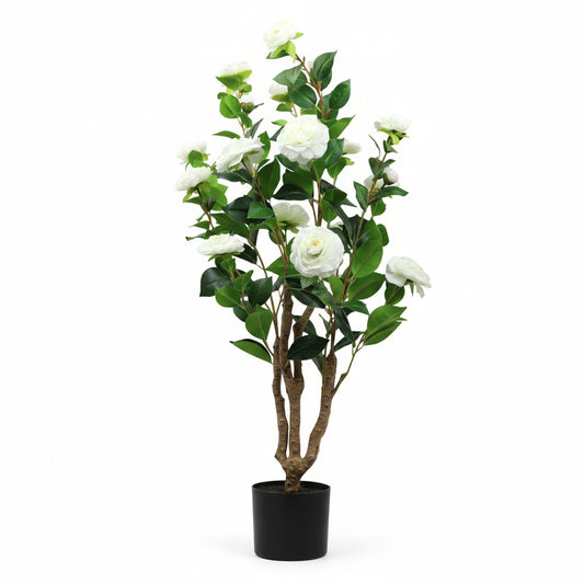 Ornamental Rosa Bella Plante