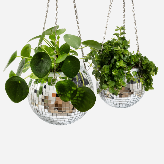 Disco plantepotte