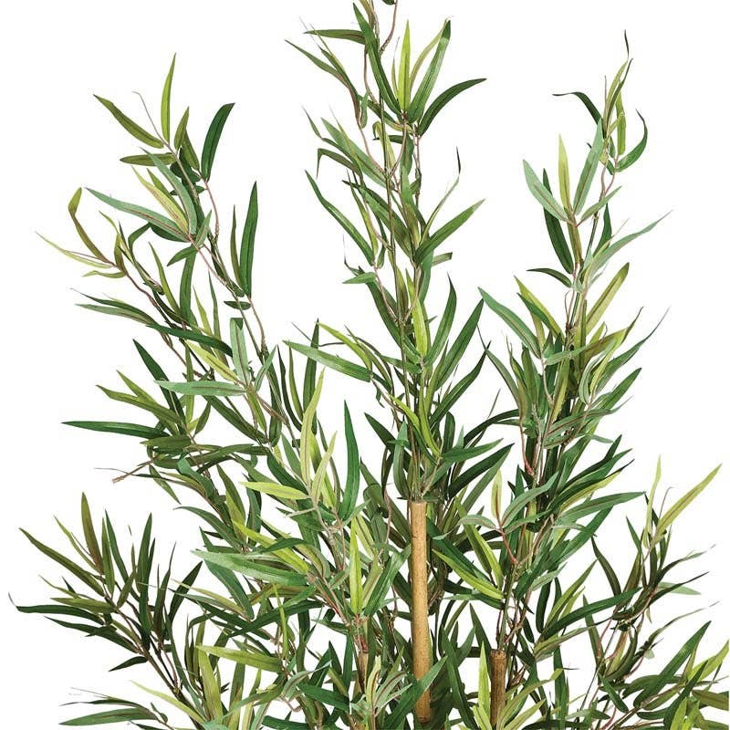 Bamboo Plante