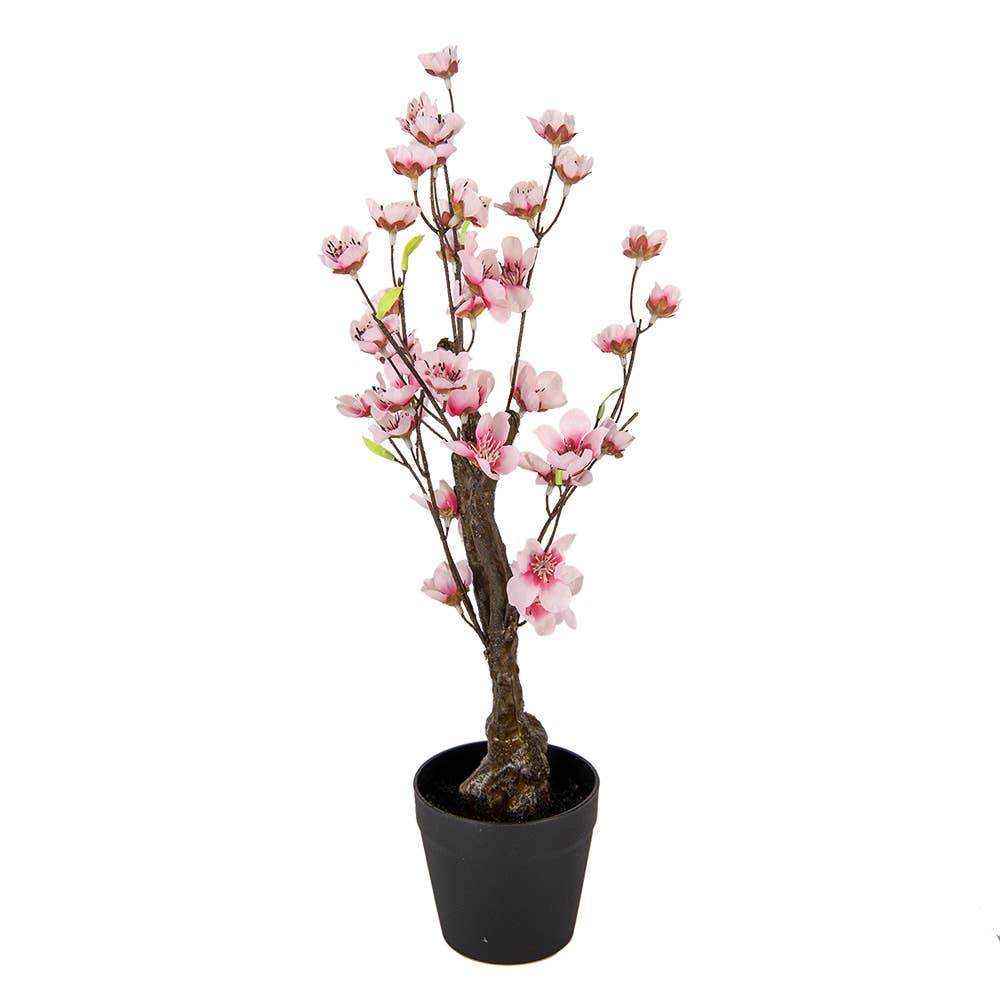Cherry Blossom Plante 48 cm