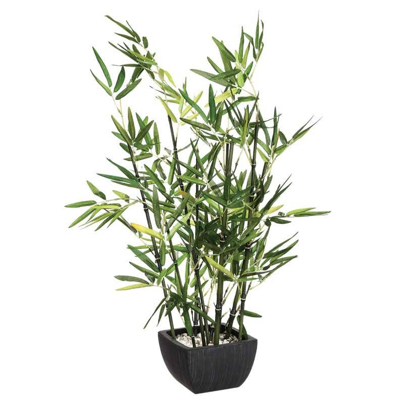 Bamboo Plante