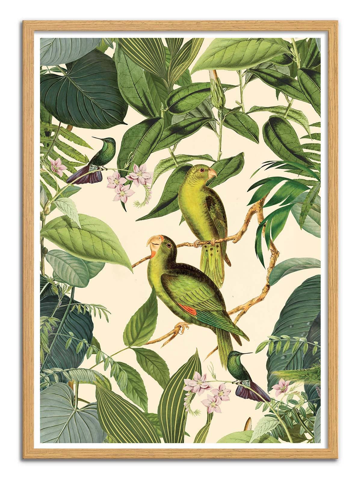 Jungle Parakeet Plakat