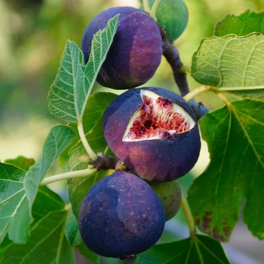 Fikenmarmelade