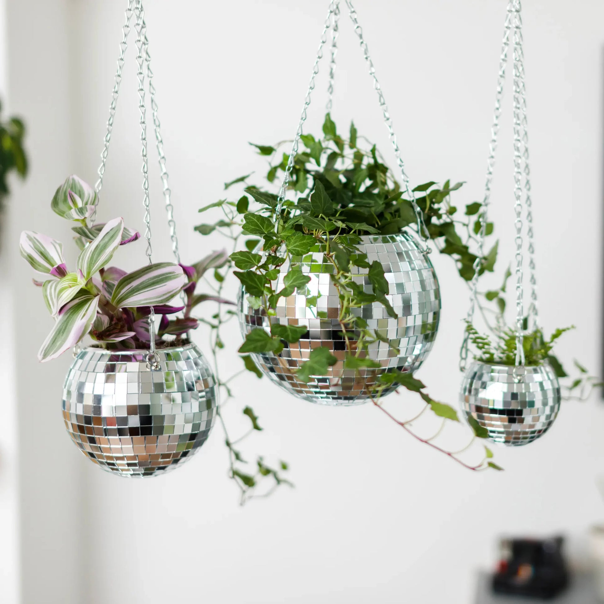 Disco 8 in 2